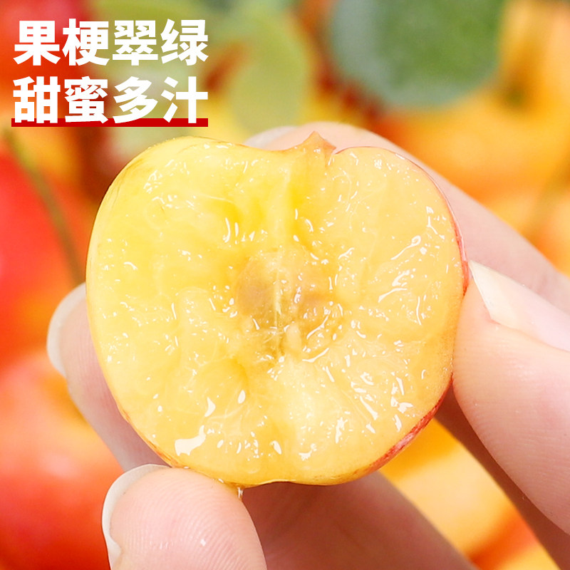  粘鲜车厘子/樱桃