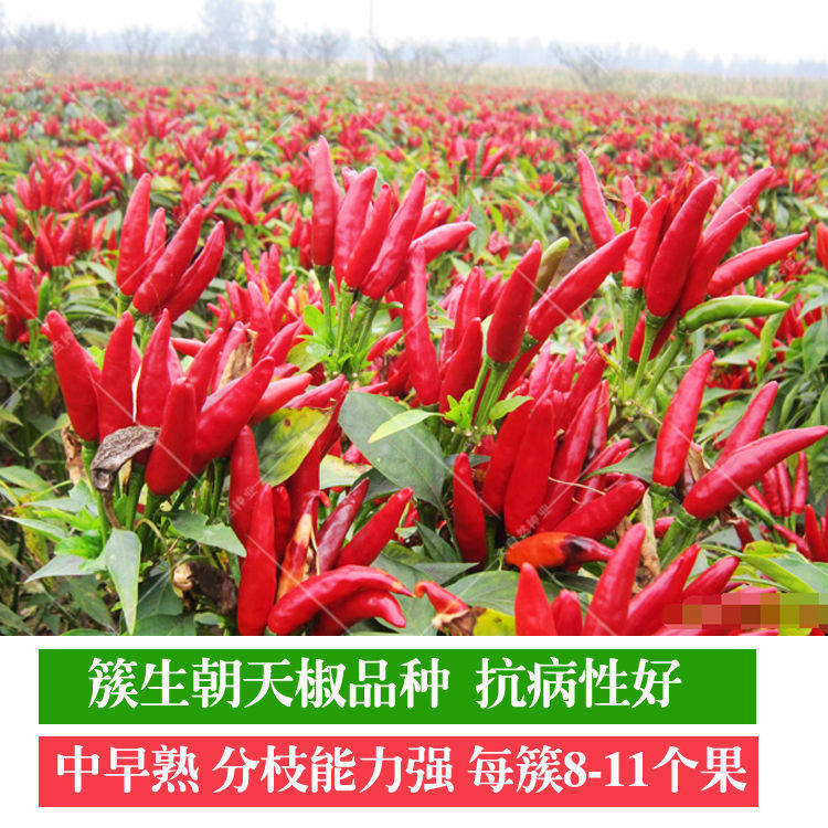 高产朝天椒种子秋季南方种小辣椒指天椒四季播种阳台盆栽蔬菜籽_虎窝淘