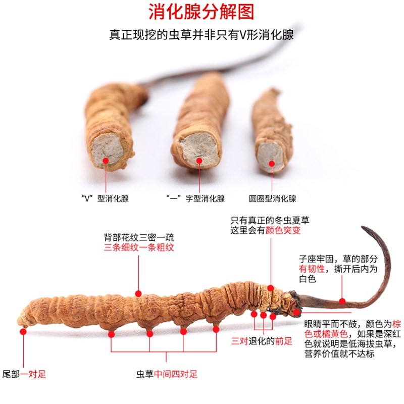 4根1克高原虫草精选冬虫草非那曲礼盒西藏冬虫夏草青海干冬虫夏草 - 图2