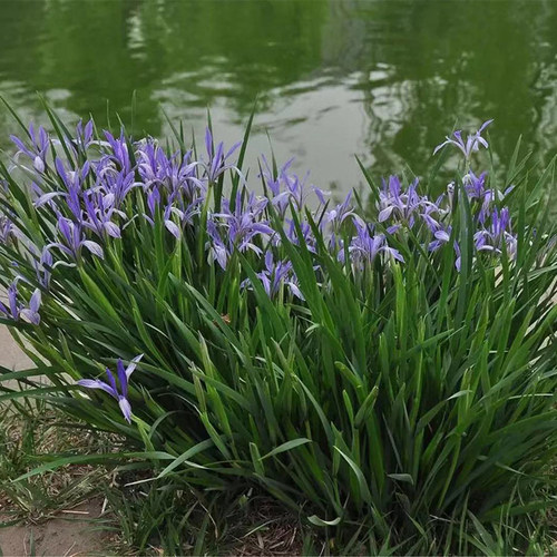 马兰花苗草本地栽马兰花草蓝花马莲花宿根多年生耐盐碱地湿地植物 - 图0