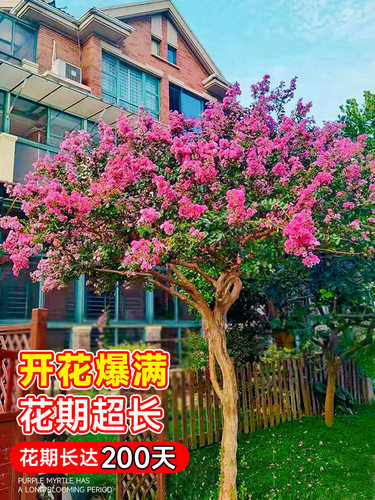紫薇花树苗庭院老桩花卉盆栽植物室内外种植丛生花苗盆景别墅绿化 - 图1