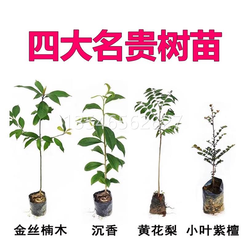 名贵苗木金丝楠木树苗正宗奇楠沉香苗小叶紫檀香海南黄花梨苗常绿-图0