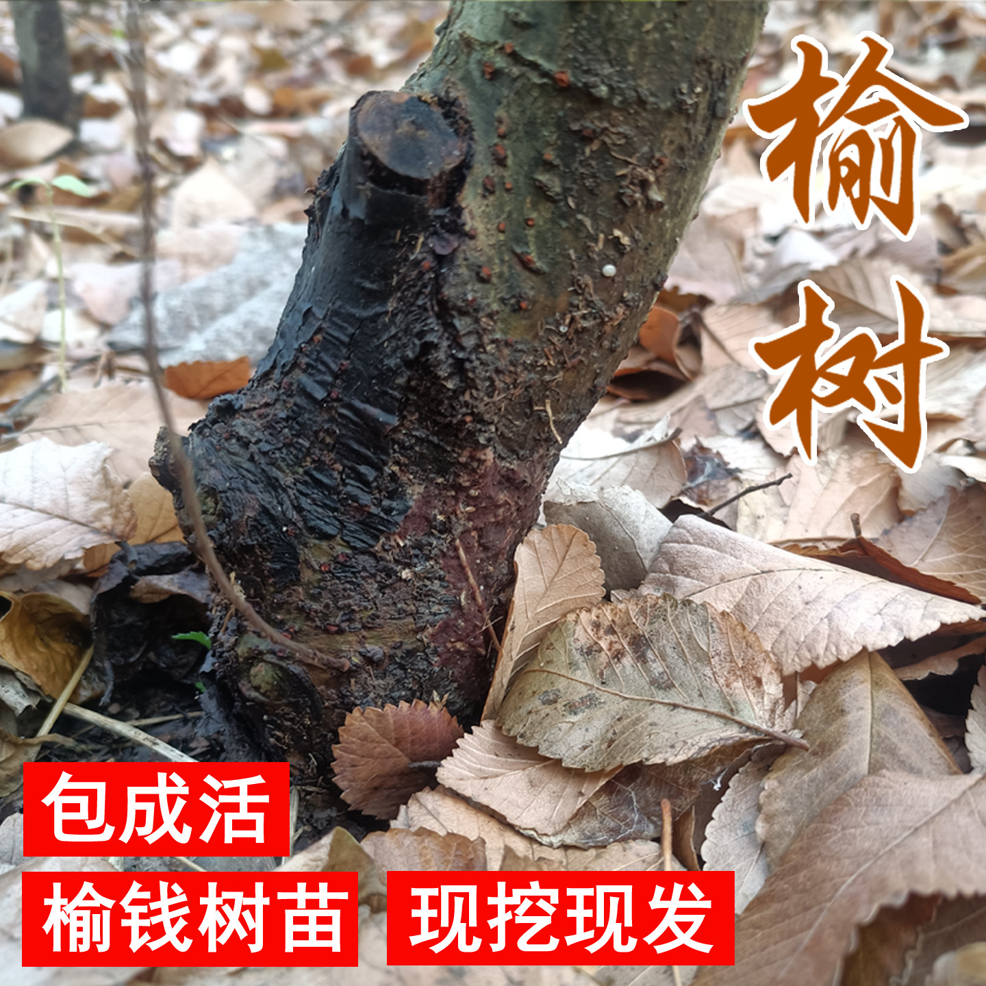 庭院树苗榆钱树可以吃的野生榆树地栽风景树风水树小榔榆老桩盆景