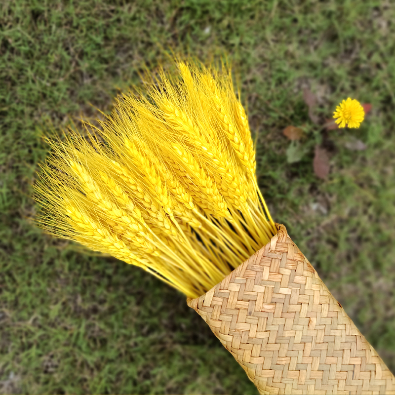 天然麦穗干花开业大麦花束田园装饰展会布置拍摄道具客厅家居摆设