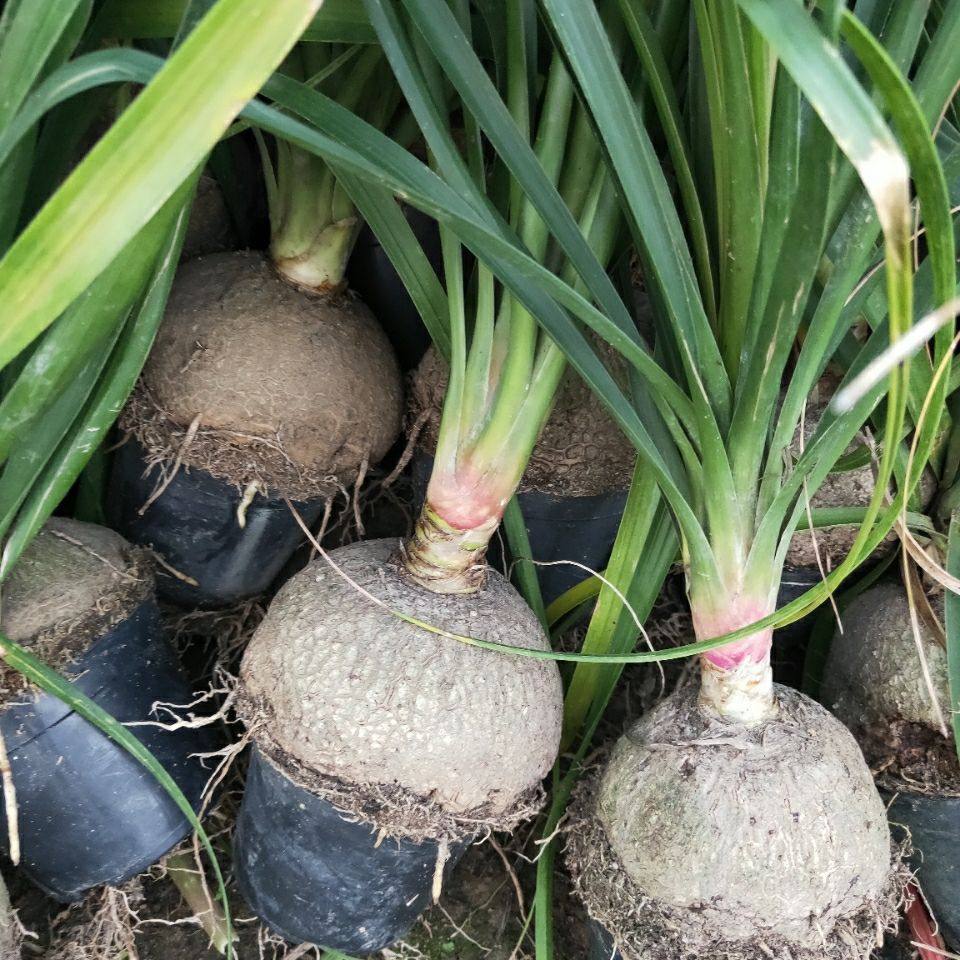 酒瓶兰绿植组合小盆栽 办公室内创意象腿树 观叶桌面植物新手套餐,淘宝优惠券,粉丝福利购,淘宝优惠卷