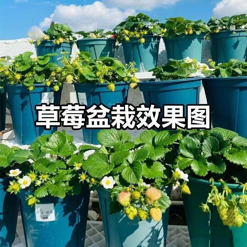 草莓苗盆栽当年结果奶油草莓红颜久香四季结果阳台耐寒水果植物,淘宝优惠券,粉丝福利购,淘宝优惠卷