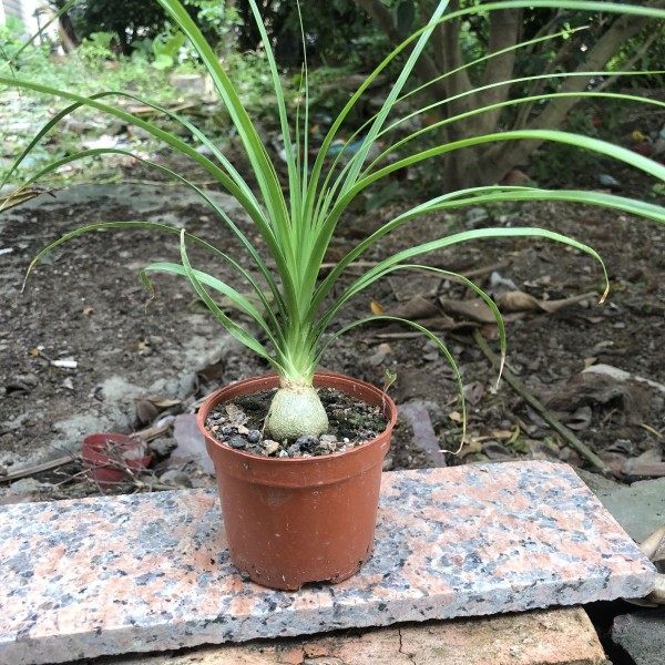 酒瓶兰绿植组合小盆栽 办公室内创意象腿树 观叶桌面植物新手套餐,淘宝优惠券,粉丝福利购,淘宝优惠卷