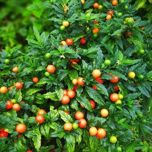 耐热耐寒多年生冬珊瑚 吉庆果红珊瑚豆 看樱桃 四季果 野海椒盆栽 - 图0