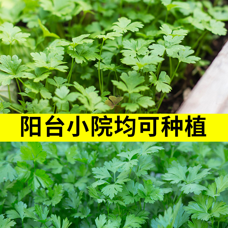 香菜籽种四季种孑大种植盆青菜种籽大全芫荽秋后菜种子阳台盆栽-图1