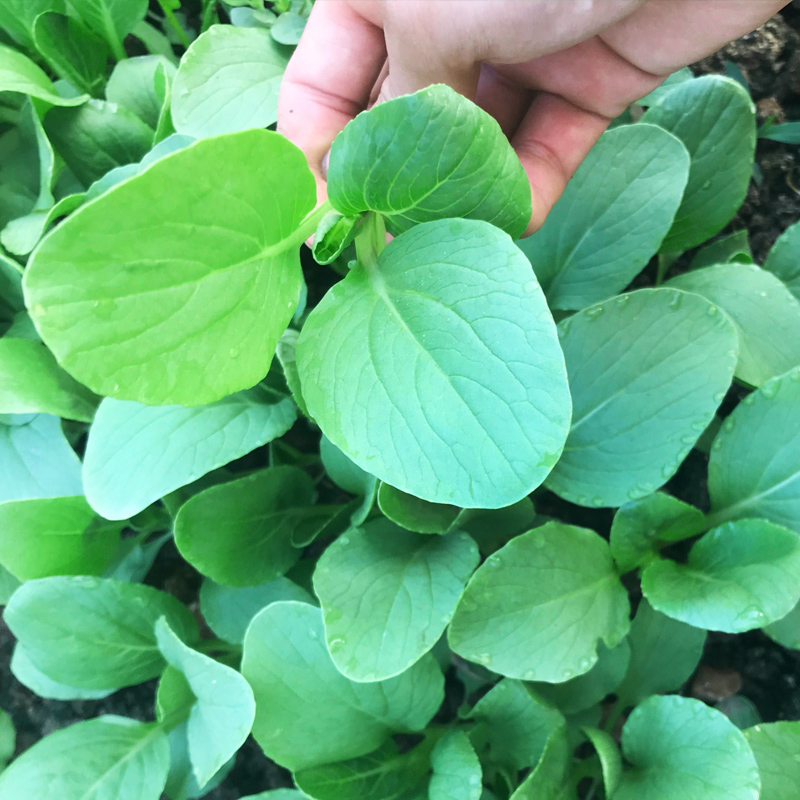 鸡毛菜籽种四季青菜种籽大全上海青苏州青种子各种菜子种阳台种孑 - 图2