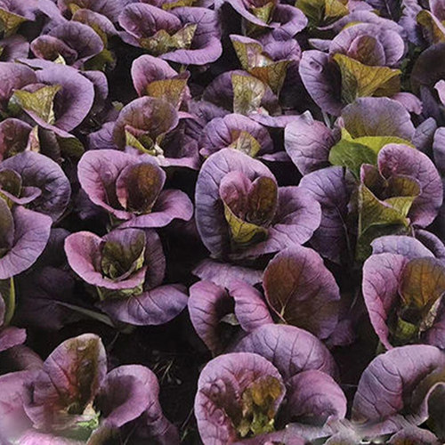紫色快菜种子紫红色奶油小白菜四季盆栽易种青菜种籽大全春秋菜子 - 图2