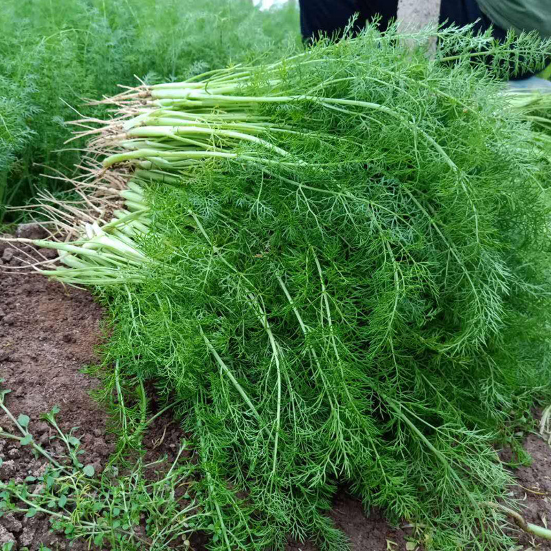 茴香种籽小茴香菜种籽回香割茬四季秋后种的蔬菜种子阳台盆栽种孑-图2