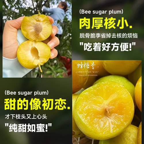 蜂糖李子树苗特大青脆李半边红果树果苗盆栽地栽新品种南北方种植 - 图2