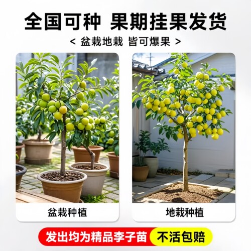 蜂糖李子树苗特大青脆李半边红果树果苗盆栽地栽新品种南北方种植 - 图3