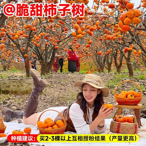 巨蜜火晶柿子苗树流心南北方种植特大庭院地栽当年结果柿子树果苗 - 图2
