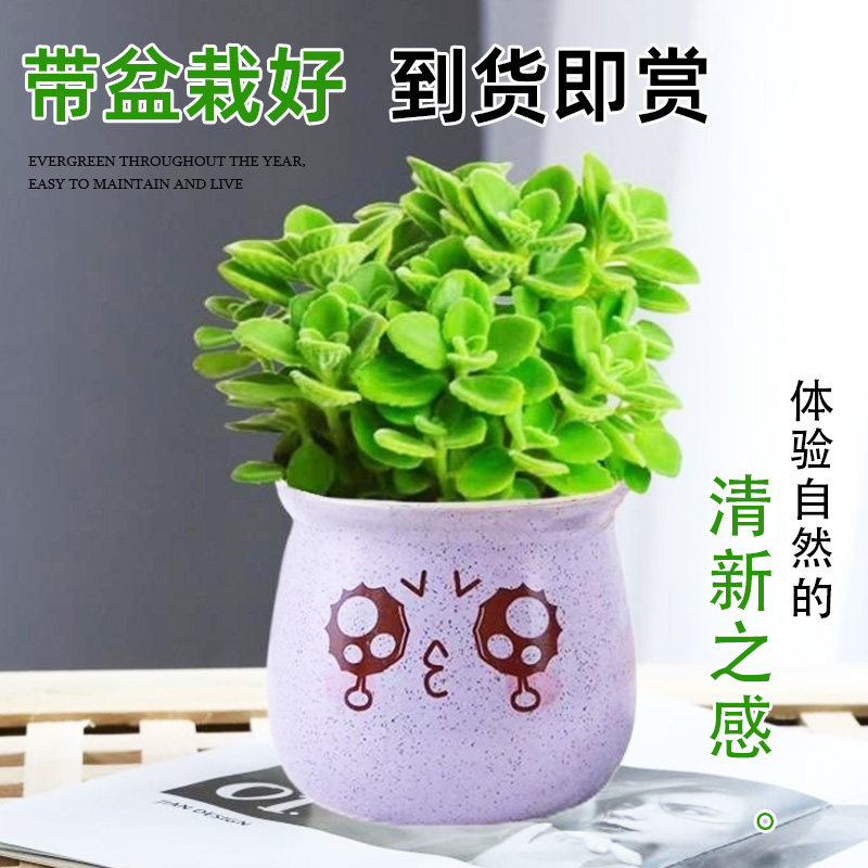 碰碰香盆栽可食用绿植驱蚊提神香喷喷多肉植物花卉净化空气一抹香 - 图2