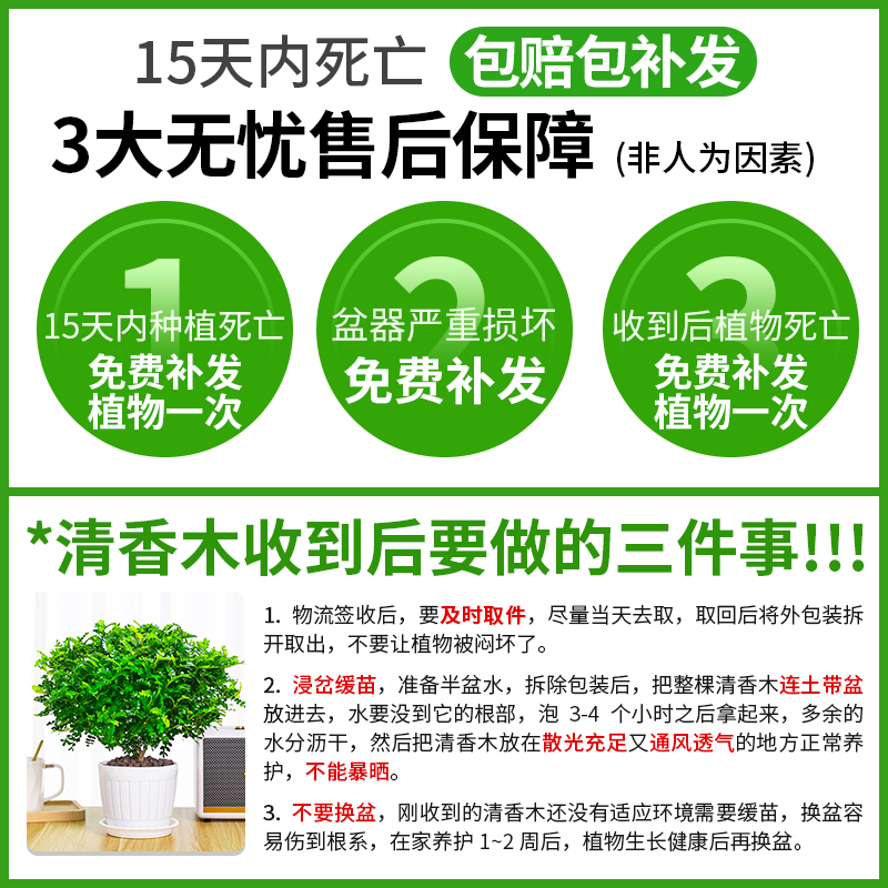 正宗清香木盆栽胡椒木老桩树苗盆景驱蚊植物室内绿植四季好养薄荷 - 图3