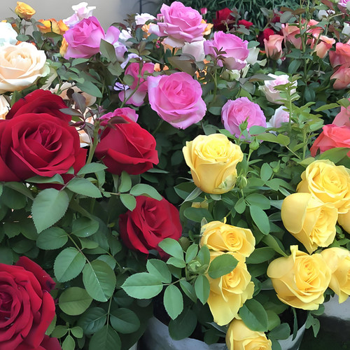 多色嫁接玫瑰花盆栽带花苞阳台室内月季花苗四季耐寒好养带盆栽好 - 图2