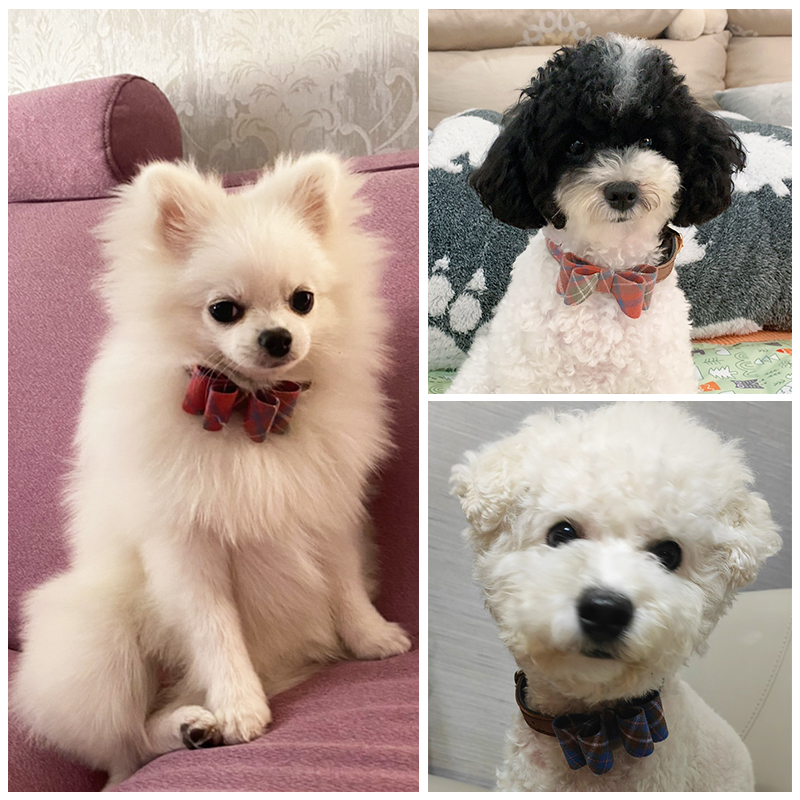 Puppytie狗狗猫咪项圈颈圈脖圈小型犬蝴蝶结泰迪英短饰品宠物用品 - 图2