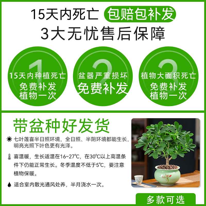 七叶莲盆栽树苗花卉植物室内花四季常青小树苗客厅办公室桌面绿植