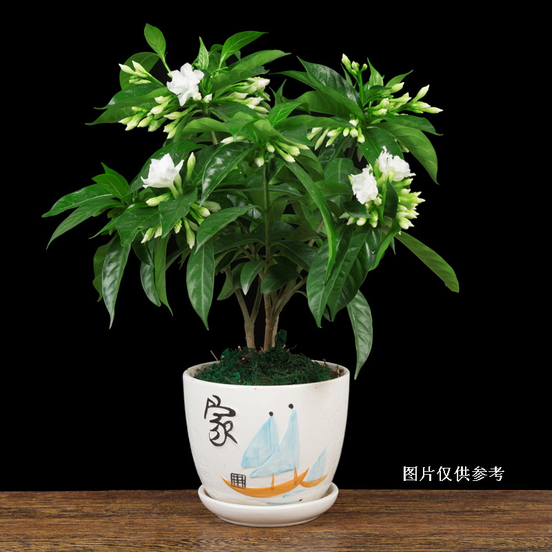 丁香花盆栽花卉室内花绿植阳台四季常青开花不断芳香盆景美观植物 - 图0