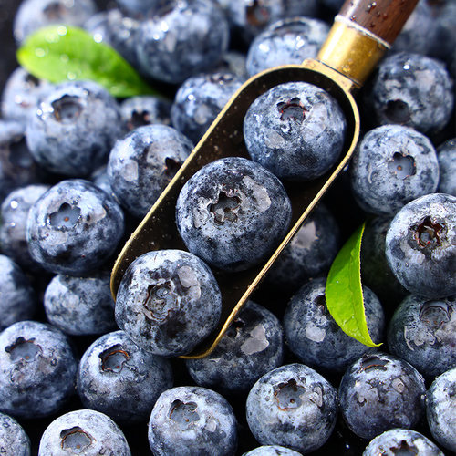 云南蓝莓新鲜蓝莓王鲜果盒装应当季水果现摘现发孕妇整箱大果包邮 - 图2