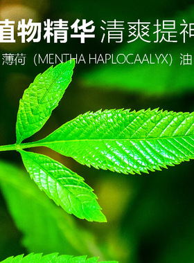 安驾宝提神醒脑器艾叶冰爽精华露