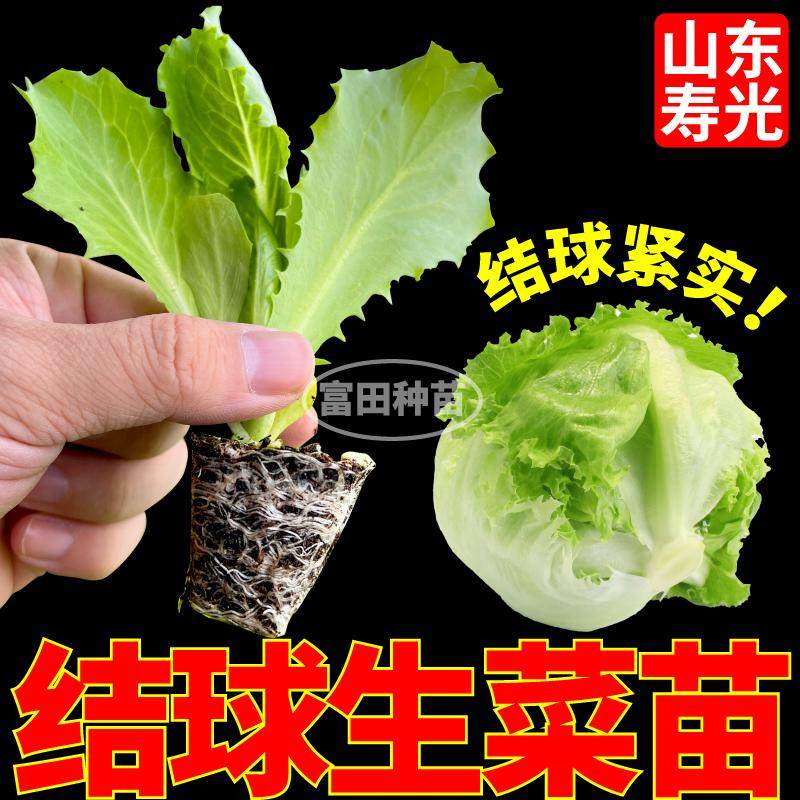 寿光包心紧实结球生菜苗秧蔬菜盆栽地栽奶油大速红皱生菜种子种苗,淘宝优惠券,粉丝福利购,淘宝优惠卷