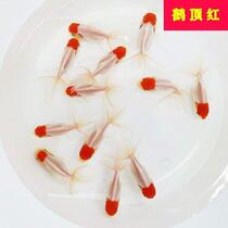 Goldfish live fish small goldfish live fish brocade carp