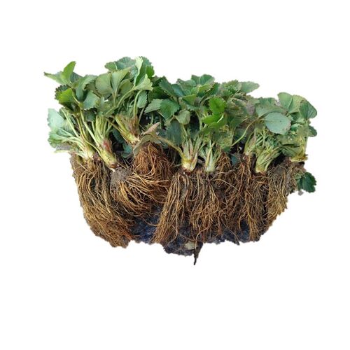 脱毒四季草莓苗奶油草莓苗果树果苗带土带花带果盆栽食用草莓秧 - 图3