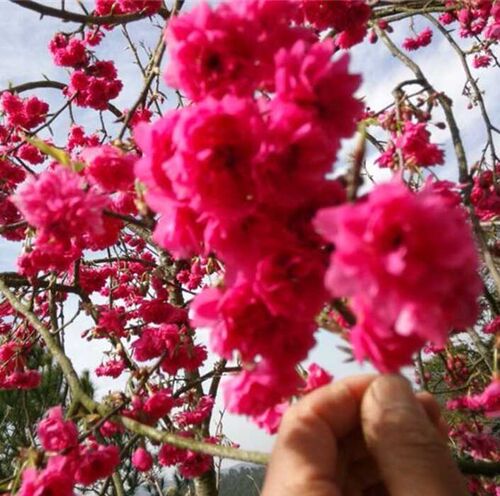 园林绿化苗庭院植物嫁接樱花树苗红花日本樱花苗台湾牡丹樱花树苗 - 图0