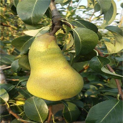 阿巴特梨树苗 长颈葫芦形香梨 西洋梨的优良品种 丰产 大果 - 图2
