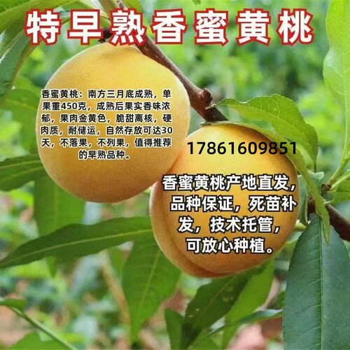 特大早熟黄桃树苗 嫁接优质果树苗当年结果 超甜南北方种植果树苗 - 图1