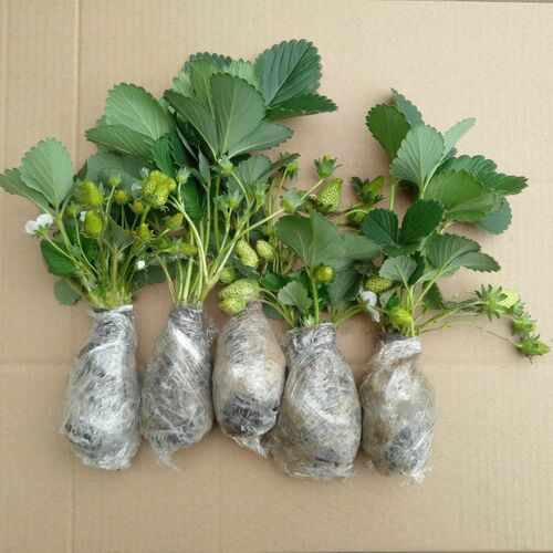 脱毒四季草莓苗奶油草莓苗果树果苗带土带花带果盆栽食用草莓秧 - 图2
