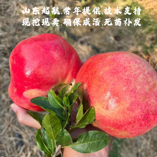 山东耐寒泰山红石榴树苗盆栽庭院地栽抗冻硬籽甜石榴苗南北方种植 - 图0