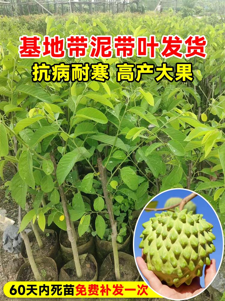 释迦果苗树带果台湾凤梨嫁接果树果苗榴莲庭院南方种植盆栽地栽苗 - 图1