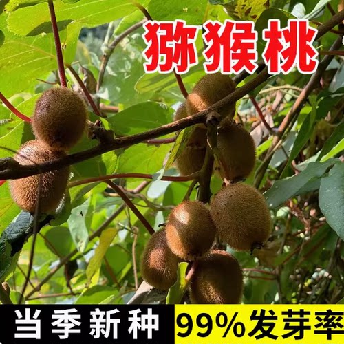 四川红心猕猴桃树果苗南方水果树苗大全种植盆栽地栽软枣弥猴桃苗 - 图0