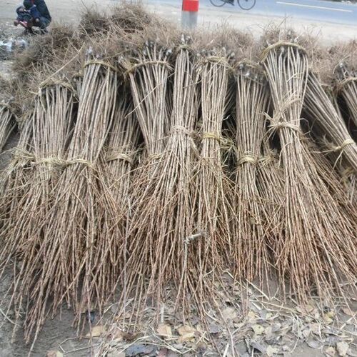 园林绿化苗庭院植物嫁接樱花树苗红花日本樱花苗台湾牡丹樱花树苗 - 图3