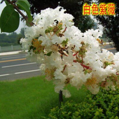 庭院紫薇树苗红花紫薇小苗紫薇花苗红火箭紫薇红火球紫薇紫薇花树 - 图1