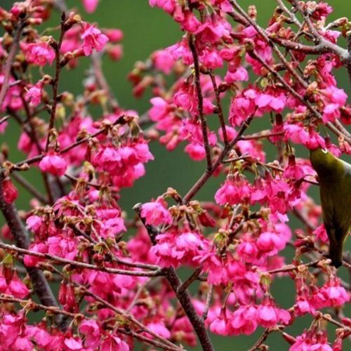 园林绿化苗庭院植物嫁接樱花树苗红花日本樱花苗台湾牡丹樱花树苗 - 图2