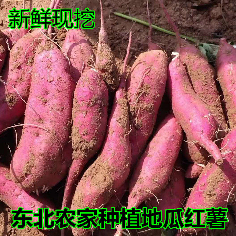 东北地瓜现挖新鲜农家种植味红番薯 吉辰生鲜番薯