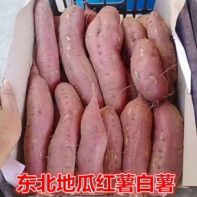 东北地瓜现挖新鲜农家种植味红番薯 吉辰生鲜番薯
