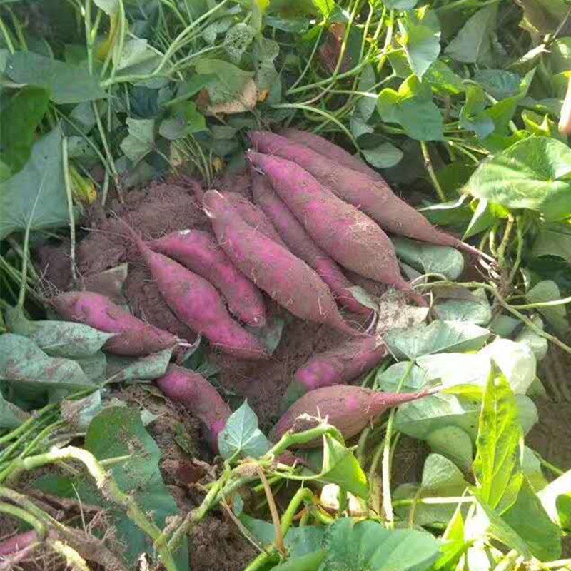 东北地瓜现挖新鲜农家种植味红番薯 吉辰生鲜番薯