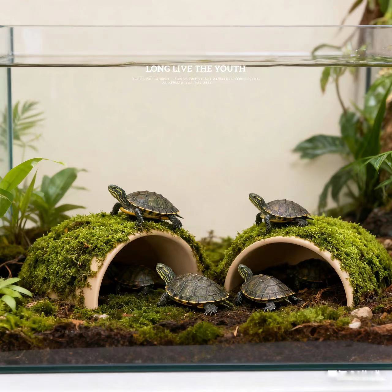 鱼缸造景摆件小鱼虾躲避屋迷你鹦鹉鱼繁殖屋全套陶罐鱼缸装饰 - 图2