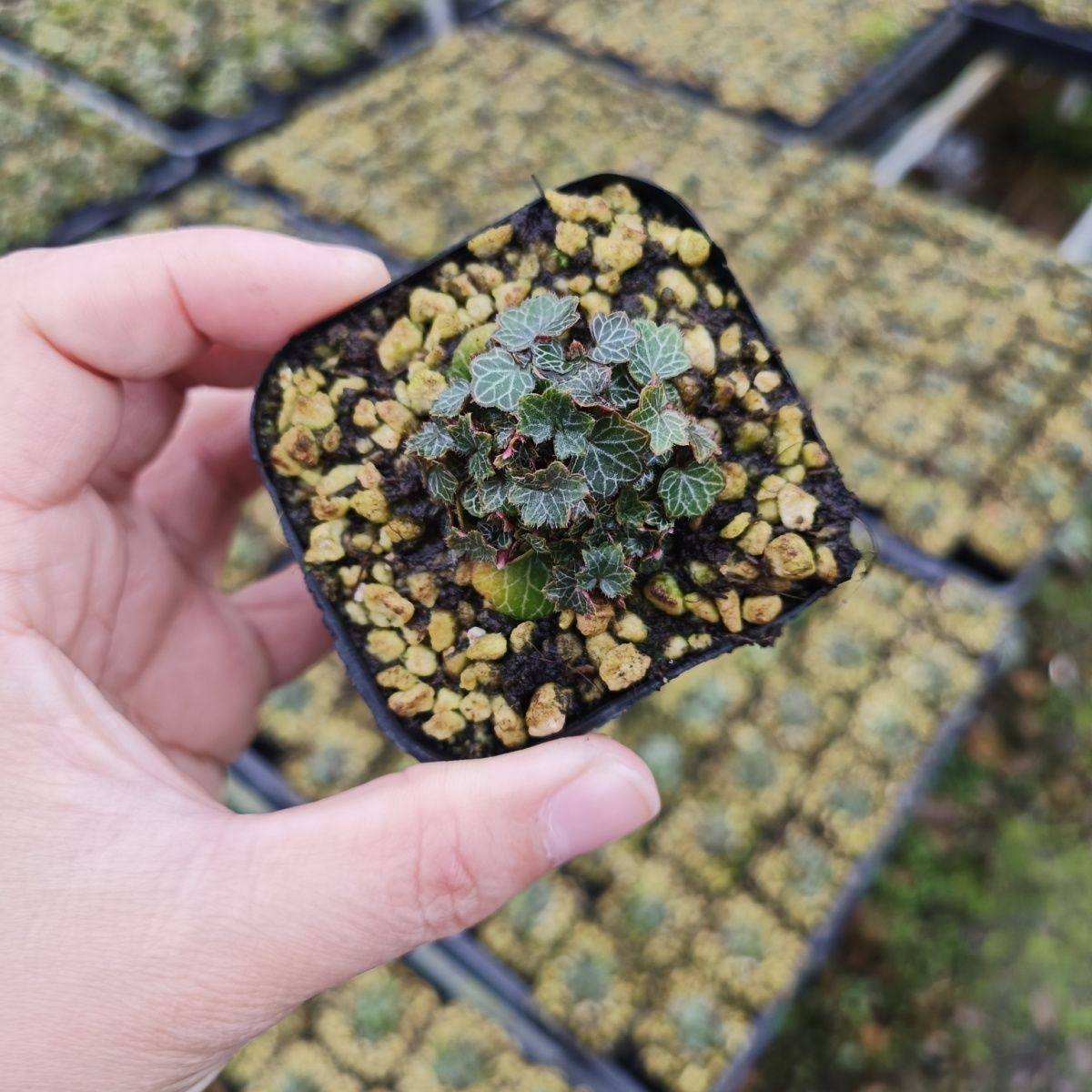 日本姬虎耳七变化御所车好养室内桌面小盆栽四季常青微型绿植盆景,淘宝优惠券,粉丝福利购,淘宝优惠卷