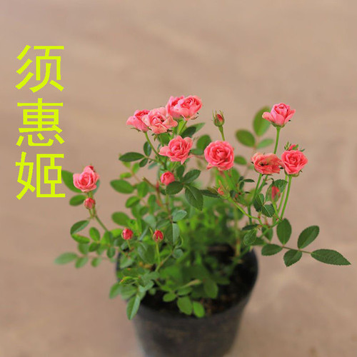 带花苞小盆栽绿植超微月季 开花室内绿植花卉开花机器 - 图3