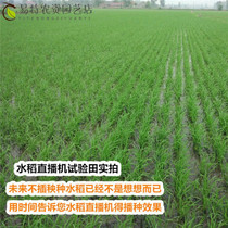 Rice Machinery New Manpower K Live Broadcast Sowing Machine Wheat Strip Podcast Machine Seed Varieties 8 Rows Straight