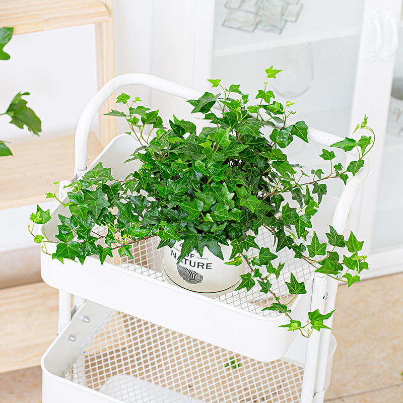 常春藤盆栽植物挂墙阳台室内水培爬藤植物北欧风吊兰长春藤常青藤 - 图2