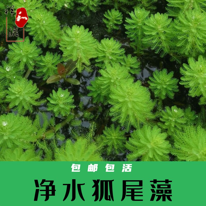 狐尾植物 新人首单立减十元 21年10月 淘宝海外