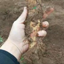 Authentic Fresh Warm County Clay Soil Iron Stick Yam Henan Scorched Huai Yam Huaishan Yotte Iron Rod Special Produce Red Skin